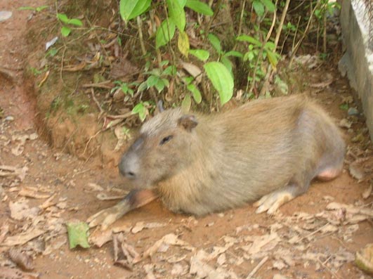 animal