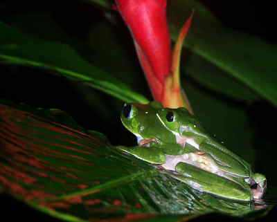 Tree frog
