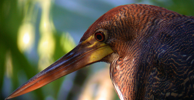 bird