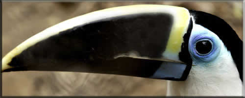 tucan